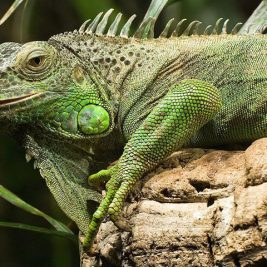 Iguanas in Miami